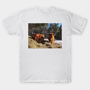 Scottish Highland Cattle Cow and Calf 1966 T-Shirt